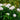 Hydrangea macrophylla Endless Summer® 'DreamCloud®' (Mophead Hydrangea)