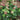 Hydrangea quercifolia 'Jet Stream™' (Oakleaf Hydrangea)
