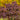 Hydrangea quercifolia 'Jet Stream™' (Oakleaf Hydrangea)