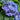 Hydrangea macrophylla Endless Summer® 'Pop Star' (Mophead Hydrangea)