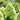 Hydrangea paniculata 'Little Lime'