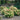 Hydrangea paniculata 'Little Lime'