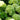 Hydrangea paniculata 'Little Lime'