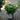 Hydrangea paniculata 'Little Lime'