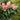 Hydrangea paniculata WorryFree 'Love-a-Lot Pink'