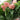 Hydrangea paniculata WorryFree 'Love-a-Lot Pink'