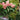 Hydrangea paniculata WorryFree 'Love-a-Lot Pink'