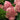 Hydrangea paniculata WorryFree 'Love-a-Lot Pink'