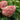 Hydrangea paniculata WorryFree 'Love-a-Lot Pink'