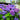 Hydrangea macrophylla Endless Summer® 'Bloomstruck' (Mophead Hydrangea)