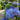 Hydrangea macrophylla Let's Dance® 'Blue Jangles®'  (Mophead Hydrangea)