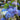 Hydrangea macrophylla Let's Dance® 'Blue Jangles®'  (Mophead Hydrangea)