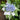 Hydrangea macrophylla 'Light-O-Day®' (Lacecap Hydrangea)