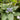 Hydrangea macrophylla 'Light-O-Day®' (Lacecap Hydrangea)