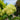 Hydrangea paniculata 'Little Lime' (Tree Form) limelight