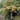 Hydrangea paniculata 'Little Lime' (Tree Form)
