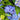 Hydrangea macrophylla Let's Dance® 'Blue Jangles®'  (Mophead Hydrangea)
