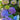 Hydrangea macrophylla Let's Dance® 'Rhythmic Blue' (Mophead Hydrangea)