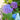 Hydrangea macrophylla Let's Dance® 'Rhythmic Blue' (Mophead Hydrangea)