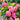 Hydrangea macrophylla Endless Summer® 'Summer Crush' (Mophead Hydrangea)