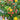 Hypericum 'Pumpkin™' (St. John's Wort)