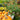 Hypericum 'Pumpkin™' (St. John's Wort)