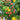 Hypericum 'Pumpkin™' (St. John's Wort)