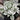 Hypoestes Splash White
