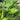 Philodendron Selloum GO