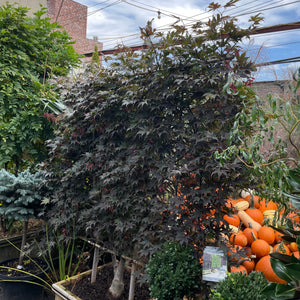 Trellised Japanese Maple 'Bloodgood'