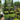 Buxus 'Green Mountain' (3-Ball Poodle Tier Topiary Boxwood)