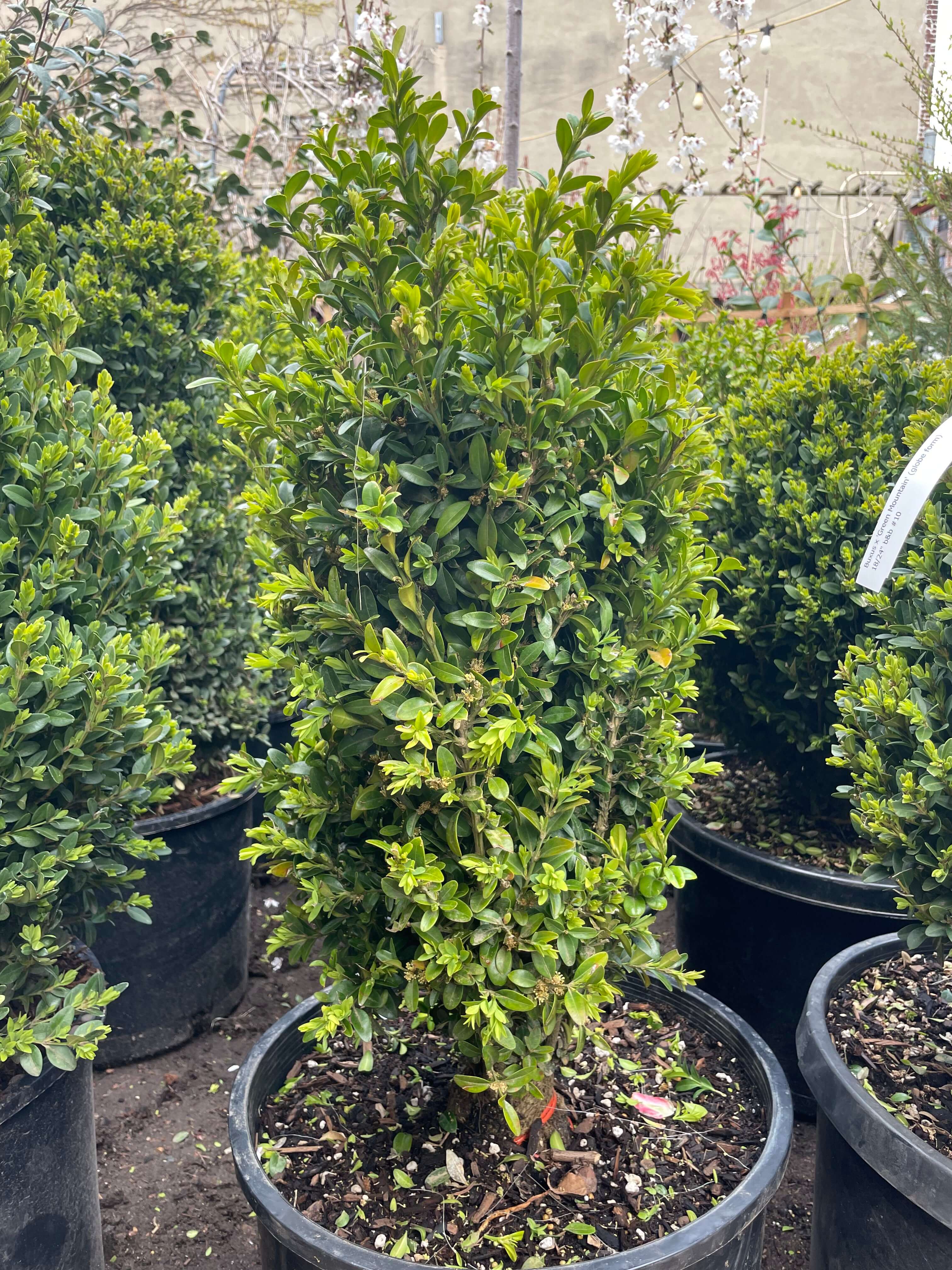 Common Boxwood – Chelsea Garden Center