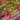 fuchsia aurea
