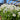 Iberis 'Alexander's White' (Candytuft)