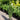 Ilex 'Skyline™' (Columnar Holly)