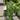Ilex 'Skyline™' (Columnar Holly)