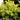 Ilex crenata 'Golden Hoogendorn' (Holly)