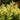Ilex crenata 'Golden Hoogendorn' (Holly)