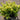 Ilex crenata 'Golden Hoogendorn' (Holly)