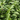 Italian Oregano