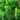 English Ivy
