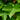 English Ivy