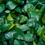 Jade Pothos