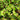 Close-up of green succulent plants with a blurred background