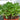 Jade Plant