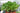 Jade Plant