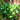 Jade Pothos