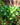 Jade Pothos
