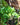 Jade Pothos