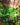 Jade Pothos